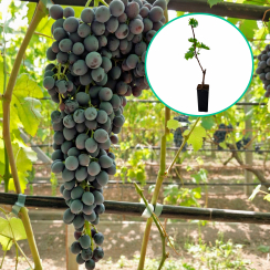 Czarne winogrona bezpestkowe 'Samuraj' (deserowe, wczesna, donica 1.7l)