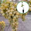 Winogrona białe wielkoowocowe 'Sława Ukrainie' (deserowe, wczesna, donica 1.7l) : zmniejszona - Zdjęcie №1