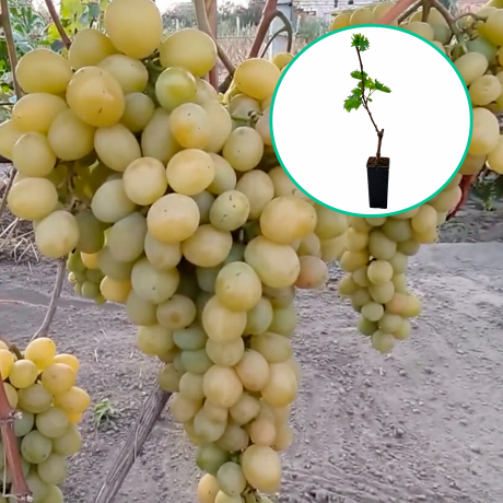 Winogrona białe wielkoowocowe 'Sława Ukrainie' (deserowe, wczesna, donica 1.7l) - Zdjęcie №1
