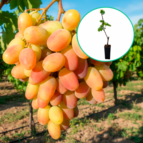 Winogrona różowe wielkoowocowe 'Sensacja' (deserowe, wczesna, donica 1.7l) - Zdjęcie №1