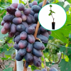 Winogrona fioletowe wielkoowocowe 'Sodruzhestvo' (deserowe, wczesna, donica 1.7l) : zmniejszona - Zdjęcie №1