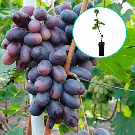 Winogrona fioletowe wielkoowocowe 'Sodruzhestvo' (deserowe, wczesna, donica 1.7l) - Zdjęcie №1