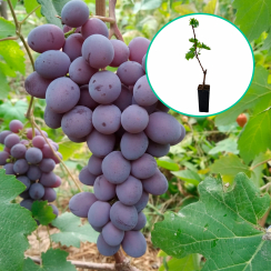 Winogrona fioletowe 'Truskawkowy' (deserowe, wczesna, donica 1.7l)