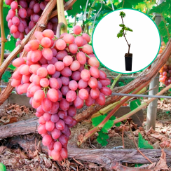 Winogrona różowe bezpestkowe 'Łuczysty' (deserowe, wczesna, donica 1.7l)