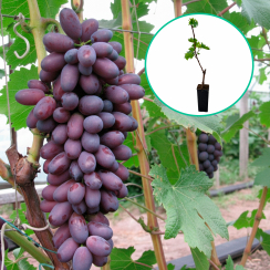 Winogrona fioletowe wielkoowocowe 'Żurawlionok' (deserowe, wczesna, donica 1.7l)