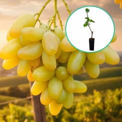 Winogrona białe wielkoowocowe 'Wzletnaja Polosa' (deserowe, wczesna, donica 1.7l)