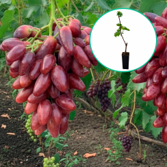 Winogrona czerwone wielkoowocowe 'Zevs' (deserowe, wczesna, donica 1.7l)