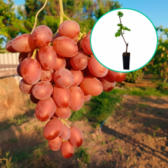 Winogrona różowe wielkoowocowe 'Zoreńka' (deserowe, wczesna, donica 1.7l)