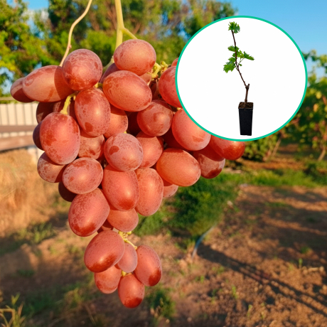 Winogrona różowe wielkoowocowe 'Zoreńka' (deserowe, wczesna, donica 1.7l) - Zdjęcie №1