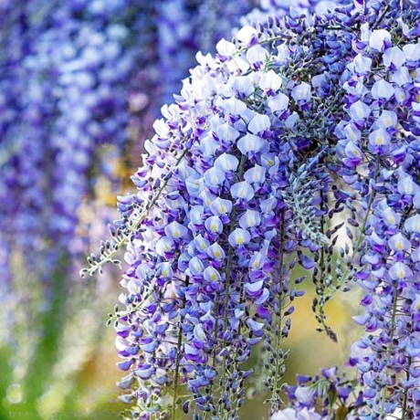 Glicynia Domino (wisteria floribunda)  - Zdjęcie №1
