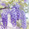 Glicynia Domino (wisteria floribunda)  : zmniejszona - Zdjęcie №2