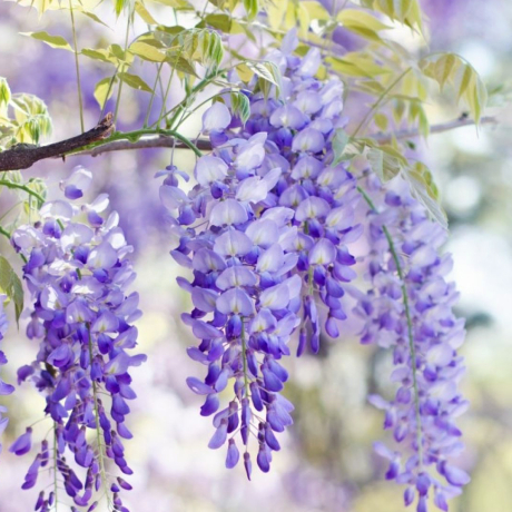 Glicynia Domino (wisteria floribunda)  - Zdjęcie №2