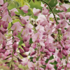 Glicynia Honbeni (wisteria floribunda)  : zmniejszona - Zdjęcie №2