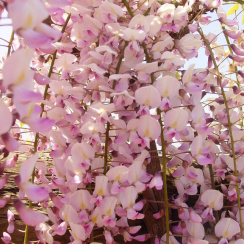 Glicynia Honbeni (wisteria floribunda) 