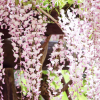 Glicynia Kuchi Beni (wisteria floribunda) : zmniejszona - Zdjęcie №1