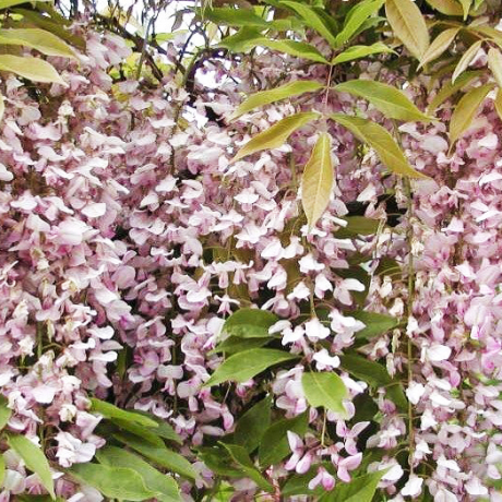 Glicynia Kuchi Beni (wisteria floribunda) - Zdjęcie №2