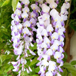 Glicynia Ludwik Lawin (wisteria floribunda)