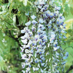 Glicynia Multijuga (wisteria floribunda)