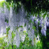 Glicynia Multijuga (wisteria floribunda) : zmniejszona - Zdjęcie №2