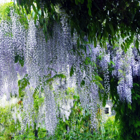Glicynia Multijuga (wisteria floribunda) - Zdjęcie №2