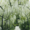 Glicynia Shiro-noda (wisteria floribunda) : zmniejszona - Zdjęcie №2