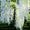 Glicynia Shiro-noda (wisteria floribunda) : zmniejszona - Zdjęcie №3