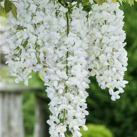 Glicynia Shiro-noda (wisteria floribunda) - Zdjęcie №1
