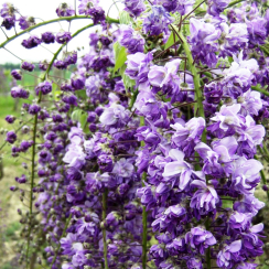 Glicynia Violacea Plena (wisteria floribunda)