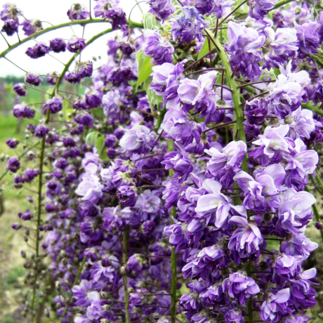 Glicynia Violacea Plena (wisteria floribunda) - Zdjęcie №1