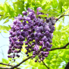 Glicynia Violacea Plena (wisteria floribunda) : zmniejszona - Zdjęcie №2