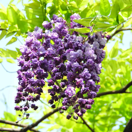 Glicynia Violacea Plena (wisteria floribunda) - Zdjęcie №2