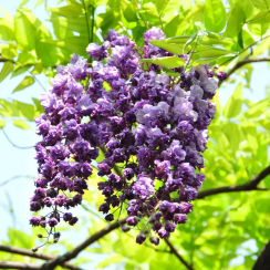 Glicynia Violacea Plena (wisteria floribunda)