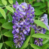 Glicynia Longwood Purple (wisteria frutescens) : zmniejszona - Zdjęcie №2
