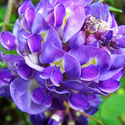 Glicynia Longwood Purple (wisteria frutescens)
