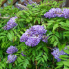 Glicynia Longwood Purple (wisteria frutescens) : zmniejszona - Zdjęcie №3