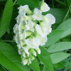 Glicynia Nivea (wisteria frutescens) : zmniejszona - Zdjęcie №2