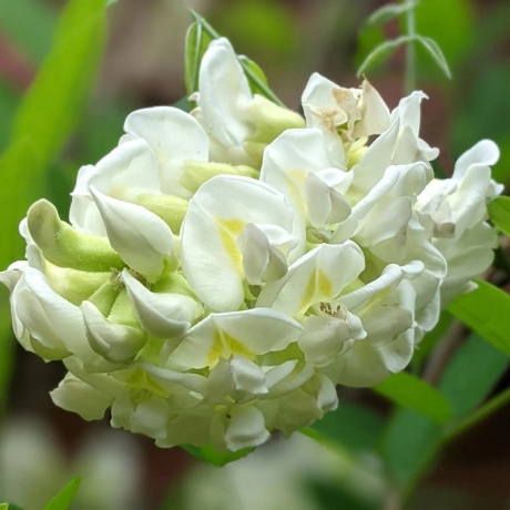 Glicynia Nivea (wisteria frutescens) - Zdjęcie №1