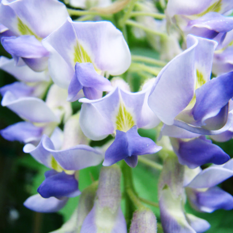 Glicynia Blue Moon (wisteria macrostachia) - Zdjęcie №3