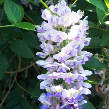 Glicynia Blue Moon (wisteria macrostachia) - Zdjęcie №2