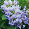 Glicynia Blue Moon (wisteria macrostachia) : zmniejszona - Zdjęcie №1