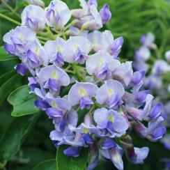 Glicynia Blue Moon (wisteria macrostachia)