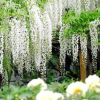Glicynia Clara Mack (wisteria macrostachia) : zmniejszona - Zdjęcie №3