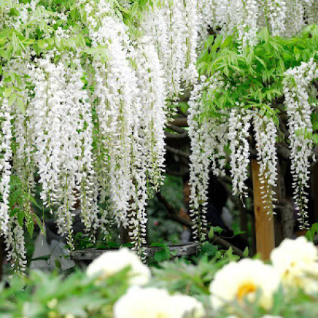 Glicynia Clara Mack (wisteria macrostachia) - Zdjęcie №3