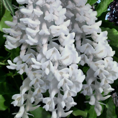 Glicynia Clara Mack (wisteria macrostachia)