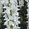 Glicynia Clara Mack (wisteria macrostachia) : zmniejszona - Zdjęcie №2