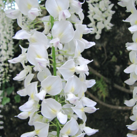 Glicynia Clara Mack (wisteria macrostachia) - Zdjęcie №2
