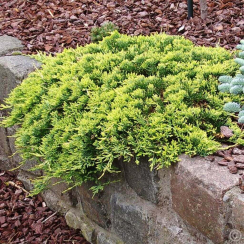 Jałowiec płożący Golden Carpet (Juniperus horizontalis)