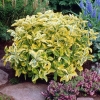 Trzmielina fortune'a Emerald Gold (euonymus fortunei) : zmniejszona - Zdjęcie №1