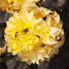 Azalia wielkokwiatowa Yellow Pom Pom C2 h 30-65 cm