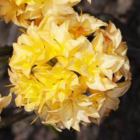 Azalia wielkokwiatowa Yellow Pom Pom C2 h 30-65 cm - Zdjęcie №1